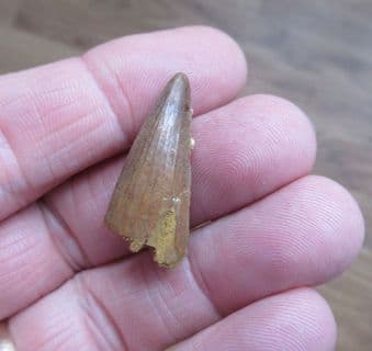 Crocodile tooth from the Cretaceous