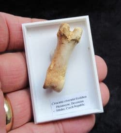 Crocuta crocuta spotted Hyena Footbone