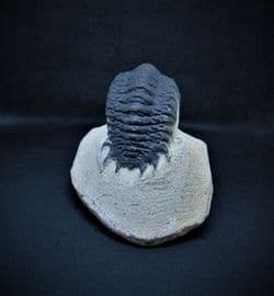 Crotalocephalina  arched back specimen