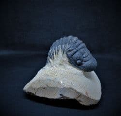 Crotalocephalina  arched back specimen