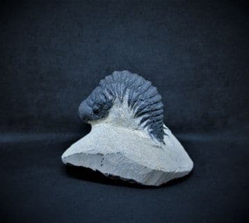 Crotalocephalina arched back specimen