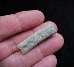 Cryptoclidus eurymerus Plesiosaur rib