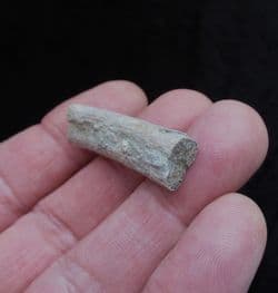 Cryptoclidus eurymerus Plesiosaur rib