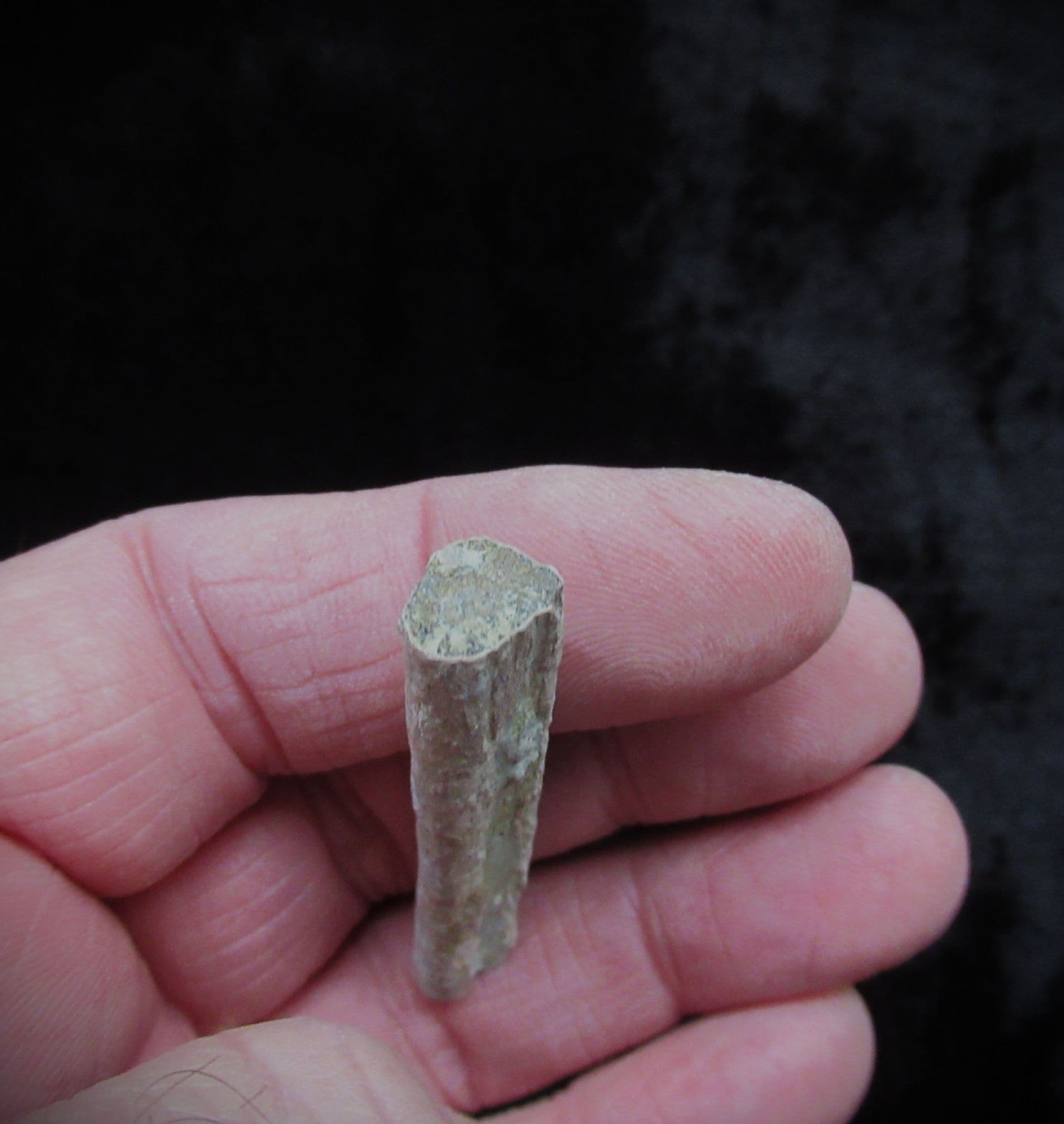 Cryptoclidus eurymerus Plesiosaur rib