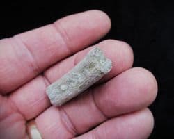 Cryptoclidus eurymerus Plesiosaur rib