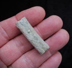 Cryptoclidus eurymerus Plesiosaur rib