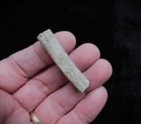 Cryptoclidus eurymerus Plesiosaur rib