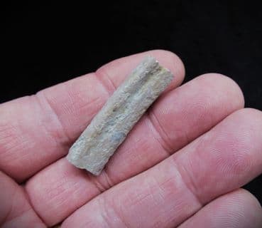 Cryptoclidus eurymerus Plesiosaur rib