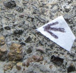 Ctenacanthoid compound scales  from the Triassic
