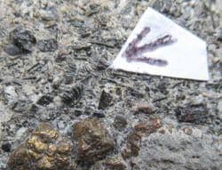 Ctenacanthoid compound scales  from the Triassic