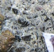 Ctenacanthoid compound scales  from the Triassic