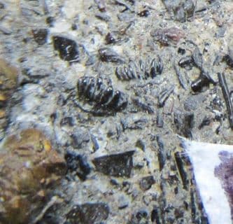 Ctenacanthoid compound scales  from the Triassic