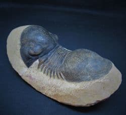 Curling  Paralejuras Trilobite