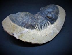 Curling  Paralejuras Trilobite