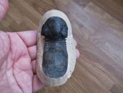 Curling  Paralejuras Trilobite