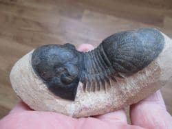 Curling  Paralejuras Trilobite