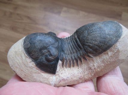 Curling Paralejuras Trilobite