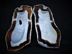 Cut and polished Agatised coral pair