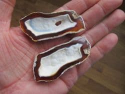 Cut and polished Agatised coral pair