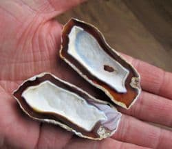 Cut and polished Agatised coral pair