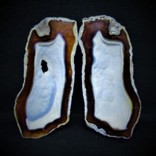 Cut and polished Agatised coral pair