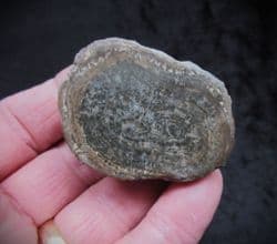 Cut and polished Algal blume!