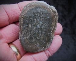 Cut and polished Algal blume!