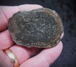 Cut and polished Algal blume!