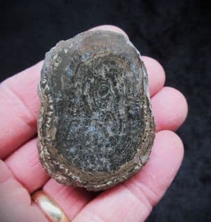 Cut and polished Algal blume!