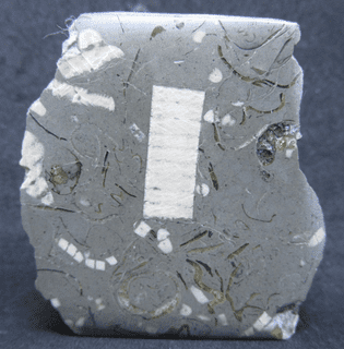 Cut and polished Isocrinus