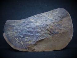 Cyclopteris orbicularis rare 3d leaf