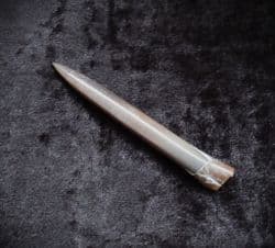 Cylindroteuthis  puzosiana (D'orbigny)