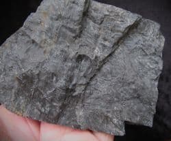 Cyperites bicarinatus from Radstock