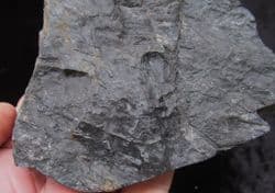 Cyperites bicarinatus from Radstock