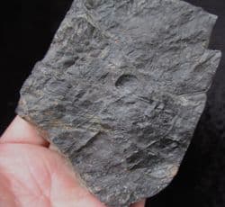 Cyperites bicarinatus from Radstock
