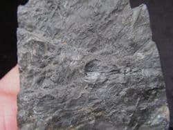 Cyperites bicarinatus from Radstock