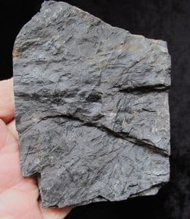 Cyperites bicarinatus from Radstock