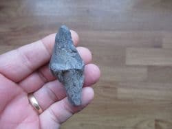 Cyrtospirifer verneulili from Belgium