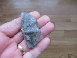 Cyrtospirifer verneulili from Belgium