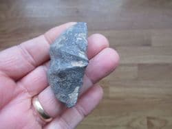 Cyrtospirifer verneulili from Belgium