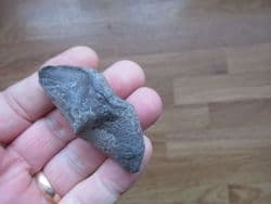 Cyrtospirifer verneulili from Belgium