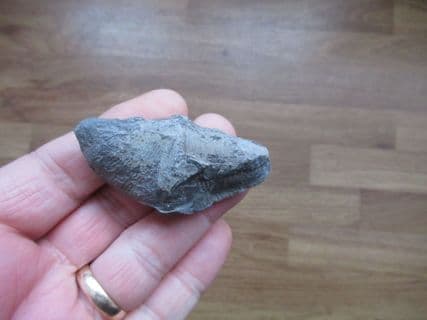 Cyrtospirifer verneulili from Belgium