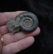 Dactylioceras athleticum from Isle of Skye