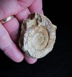 Dactylioceras commune from Illminster