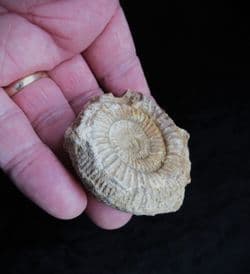 Dactylioceras commune from Illminster