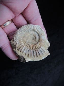 Dactylioceras commune from Illminster