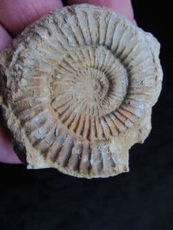 Dactylioceras commune from Illminster