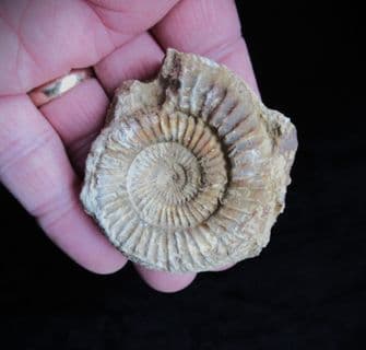Dactylioceras commune from Illminster