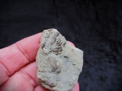 Dalmanites myops Tail from the Silurian