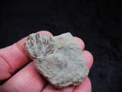 Dalmanites myops Tail from the Silurian